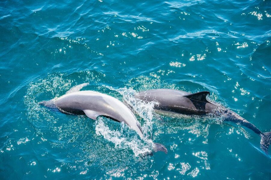 From Malaga: Day trip to Gibraltar and Dolphin Boat Tour - How the $73 price works out