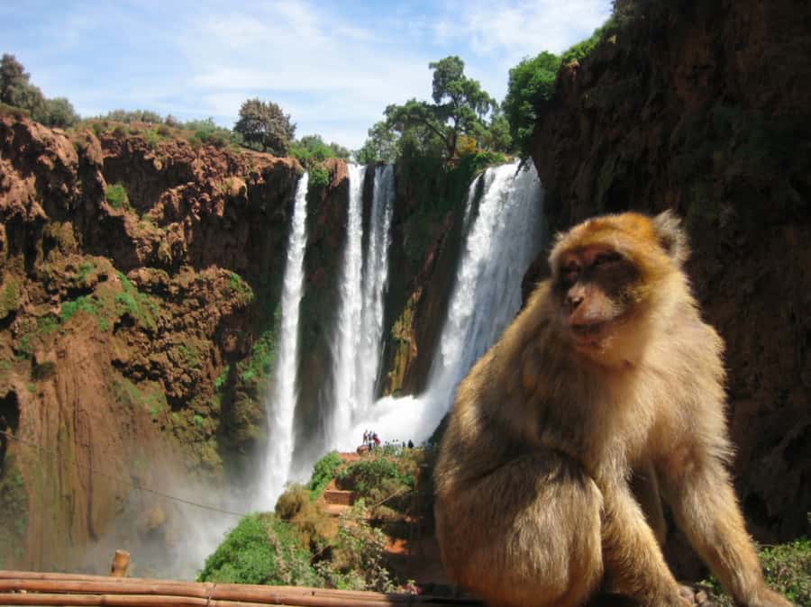 From Marrakech: Guided Ouzoud Waterfalls Tour with Boat Ride - Barbary apes and the need for care