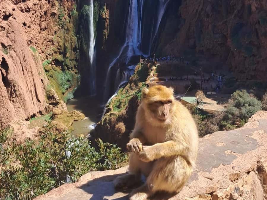 From Marrakech:Ouzoud Waterfalls Day Trip with Boat Tour - The Road From Marrakech to Ouzoud