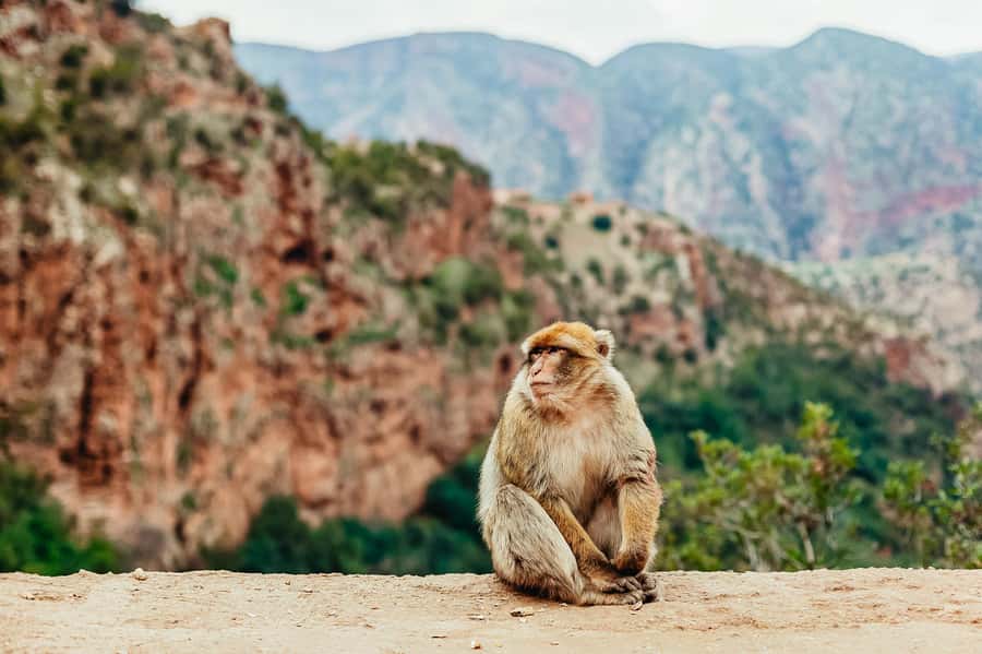 From Marrakech: Ouzoud Waterfalls Guided Hike and Boat Trip - Is $17 Good Value?