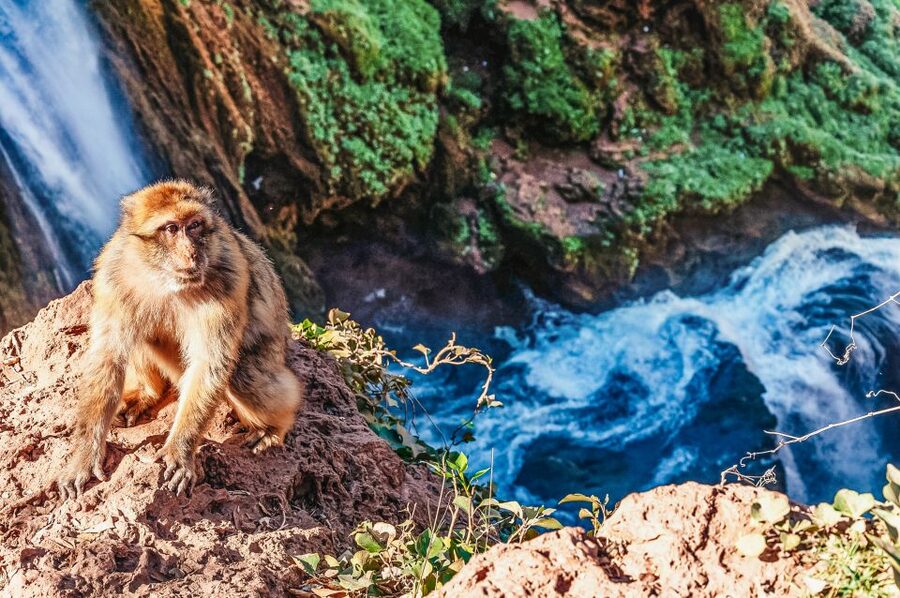 From Marrakech: Ouzoud Waterfalls Guided Hike and Boat Trip - Barbary Macaques and the Viewpoints