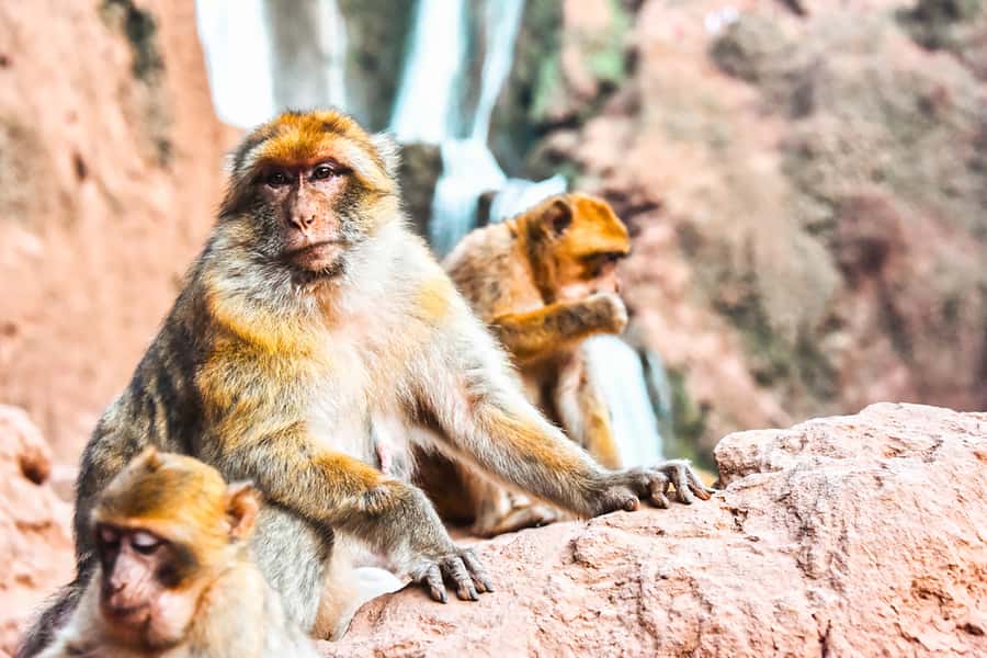 From Marrakech: Ouzoud Waterfalls Guided Tour & Boat Ride - Lunch above the cascades and the cost of eating