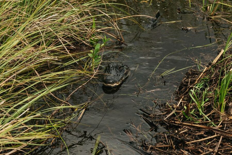 From Miami: Everglades Airboat Ride and Nature Walk - The airboat ride through sawgrass