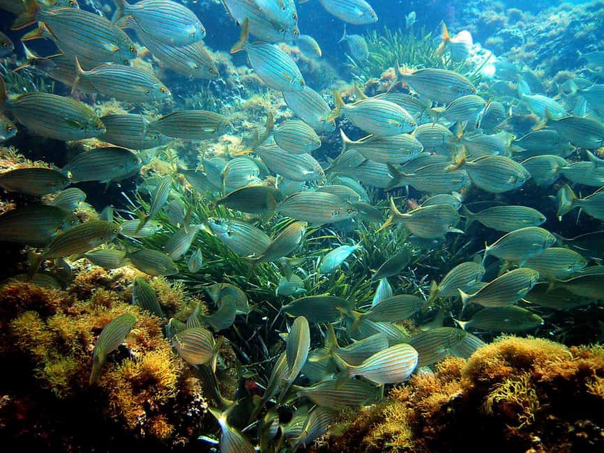 From Nice: French Riviera Swimming and Snorkeling Cruise - The 30-minute coastal ride from Nice