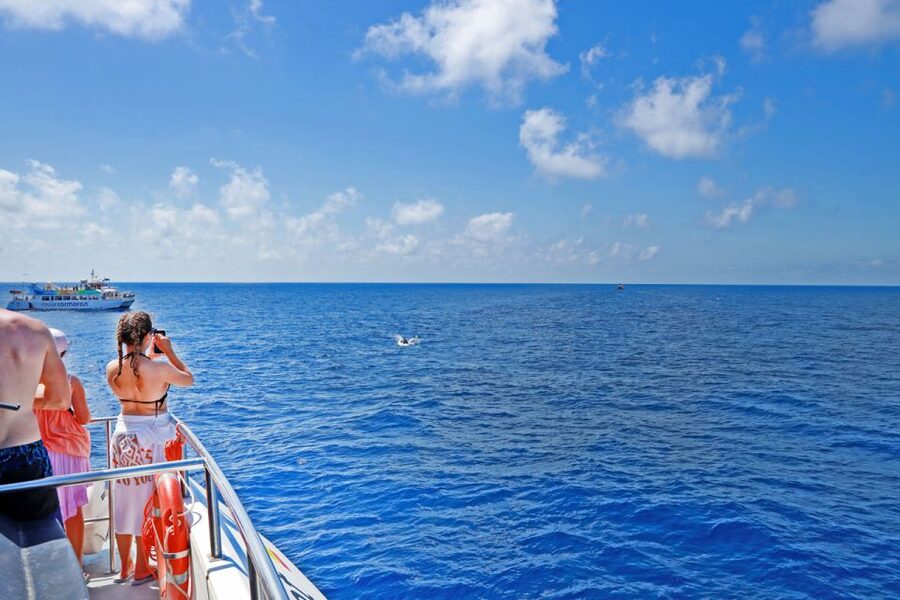 From Paguera: Dolphin Watching Cruise in a Glass-Bottom Boat - Key points to know before booking