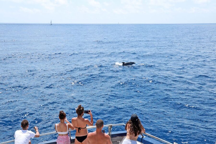 From Paguera: Dolphin Watching Cruise in a Glass-Bottom Boat - From Playa Tora to the open sea