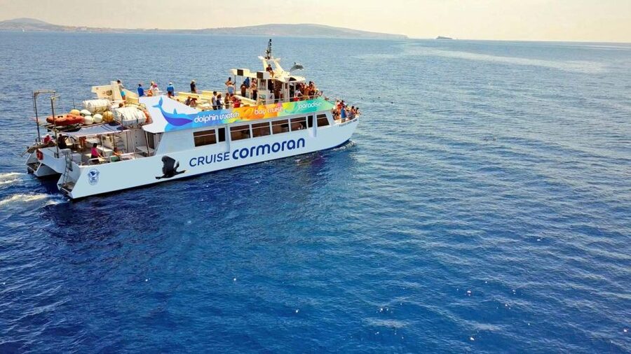 From Paguera: Dolphin Watching Cruise in a Glass-Bottom Boat - Finding dolphins in their natural setting