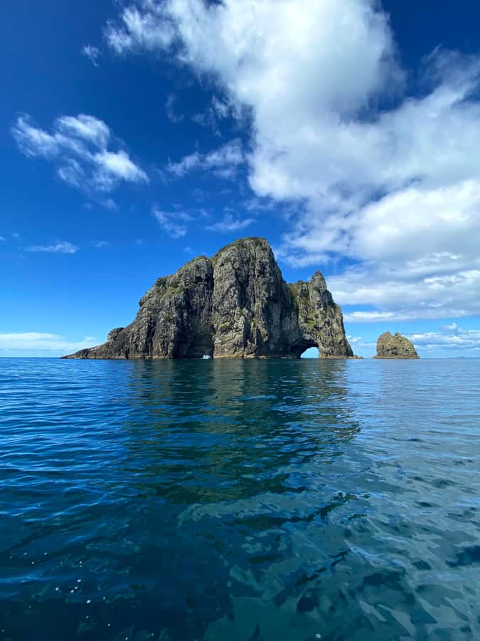 From Paihia: Scenic Cruise with Roberton Island Stopover - Wildlife watching without false promises