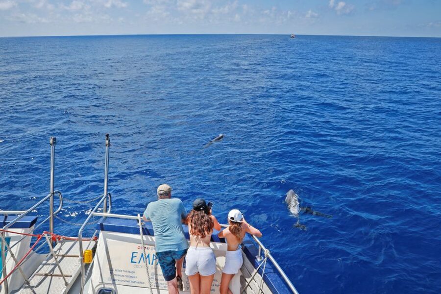 From Palma: 3-Hour Morning Dolphin Watching Boat Tour - Should you book this tour?