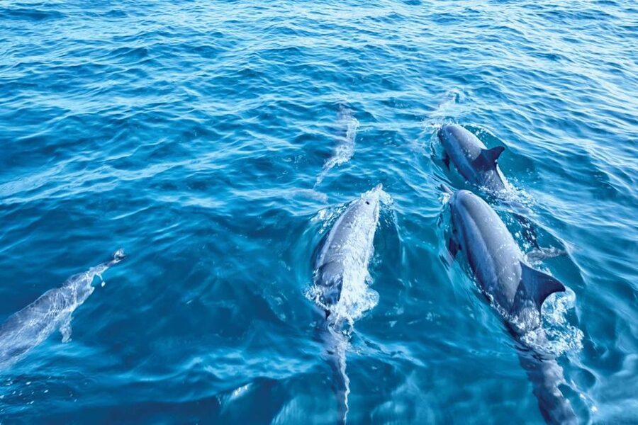 From Palma: 3-Hour Morning Dolphin Watching Boat Tour - Drinks, shade, and the small extras