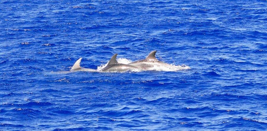 From Palma: 3-Hour Morning Dolphin Watching Boat Tour - Who will enjoy this Palma dolphin cruise?