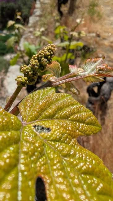 From Porto: 2 Wine Regions, Farm-to-Table Lunch & Boat - Why this Porto wine day trip is different