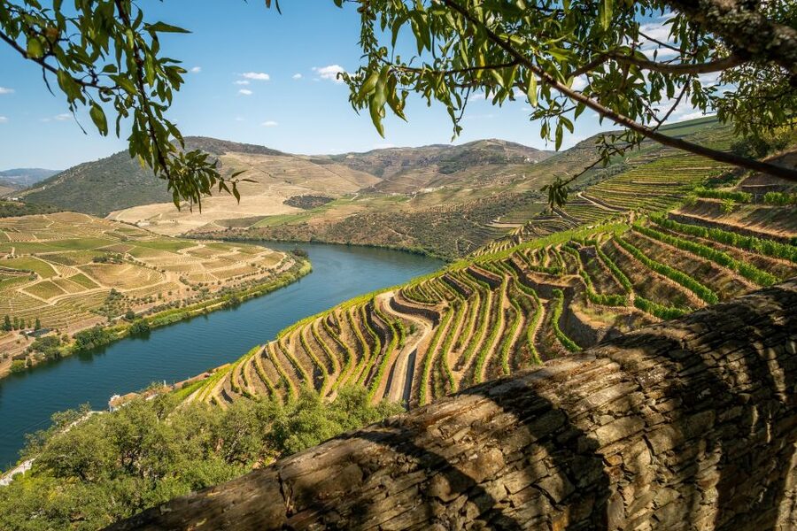 From Porto: Douro Valley Tour with Tastings, Boat & Lunch - The second winery: understanding Port