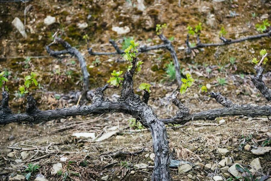 From Porto: Small Group Douro Valley Tour with Wine & Cruise - Should You Book the Douro Valley Tour?