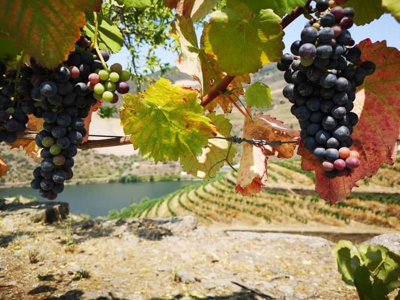 From Porto: Tastings at 2 Wineries, Chef's Lunch & Boat Tour - Lunch at the family estate