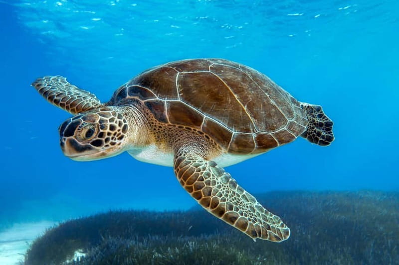 From Protaras: Cruise to Blue Lagoon, Turtle Cove & Sea Cave - Famagusta views and the story behind the coast