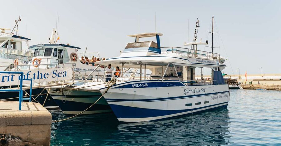 From Puerto Rico de Gran Canaria: Dolphin Watching Cruise - Key points to know before booking