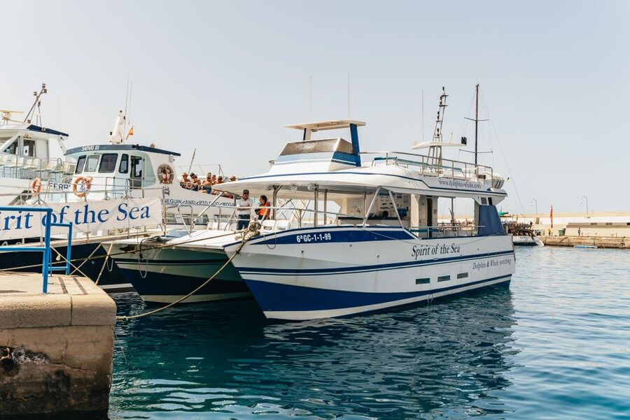 From Puerto Rico de Gran Canaria: Dolphin Watching Cruise - Why Gran Canaria is a good place for whale watching