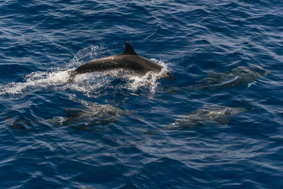 From Puerto Rico de Gran Canaria: Dolphin Watching Cruise - Boarding Spirit of the Sea