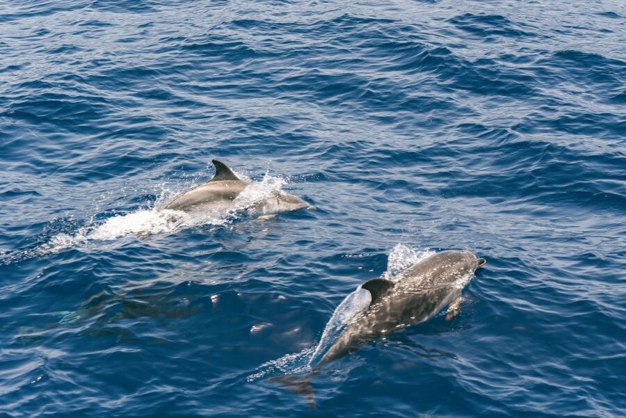 From Puerto Rico de Gran Canaria: Dolphin Watching Cruise - The 2.5-hour search along Gran Canaria’s southwest coast