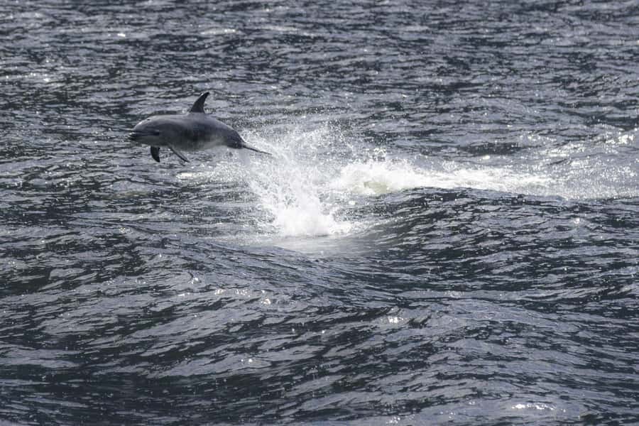 From Queenstown: Milford Sound Cruise and Coach Day Tour - The important details at a glance