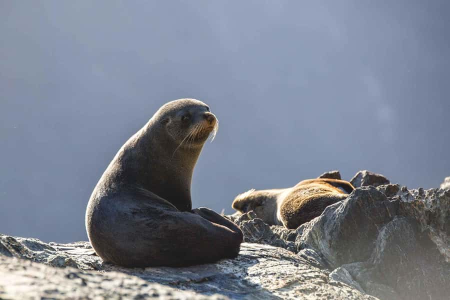 From Queenstown: Milford Sound Cruise and Coach Day Tour - How to prepare for a wet Fiordland day