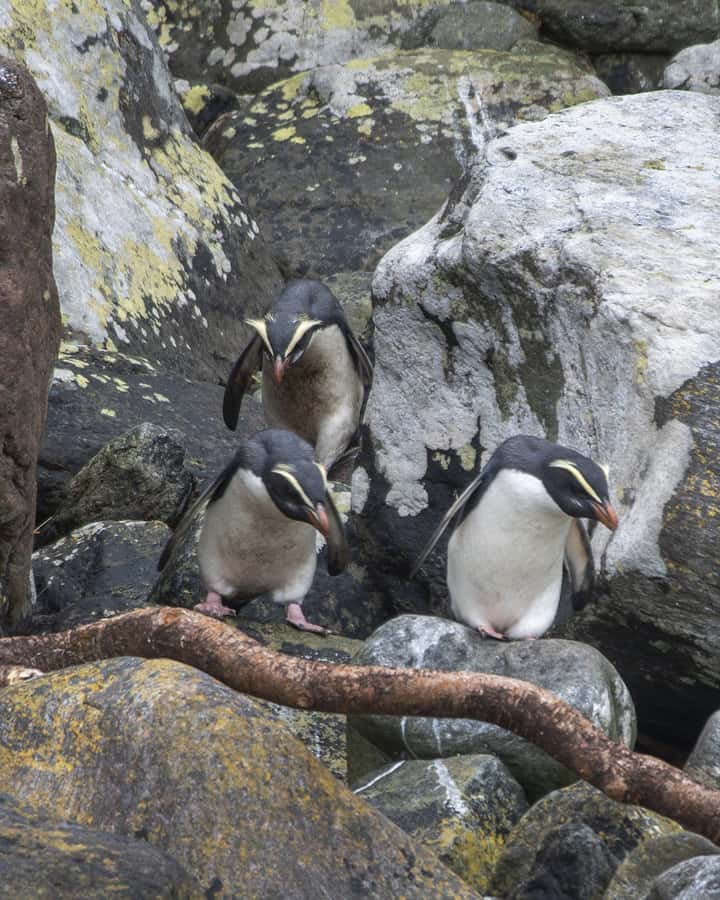 From Queenstown: Milford Sound Cruise and Coach Day Tour - Monkey Creek brings you closer to the mountain water