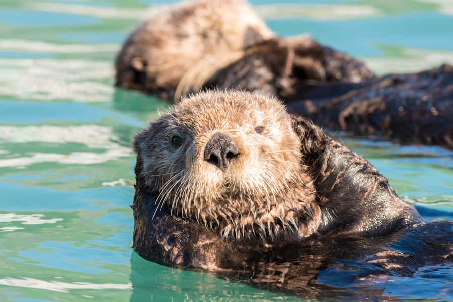 From Seward: Kenai Fjords National Park Cruise with Lunch - Wildlife watching beyond Seward