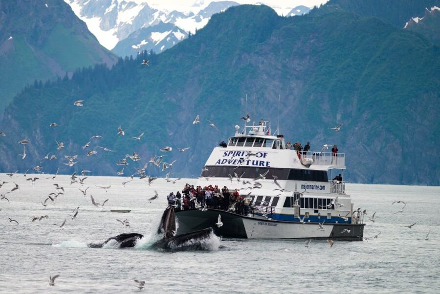 From Seward: Kenai Fjords National Park Cruise with Lunch - Who should book this cruise?