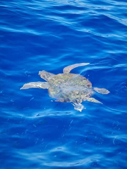 From Sorrento: Capri Boat Tour with Blue Grotto Visit - How the €141.61 price compares with the experience