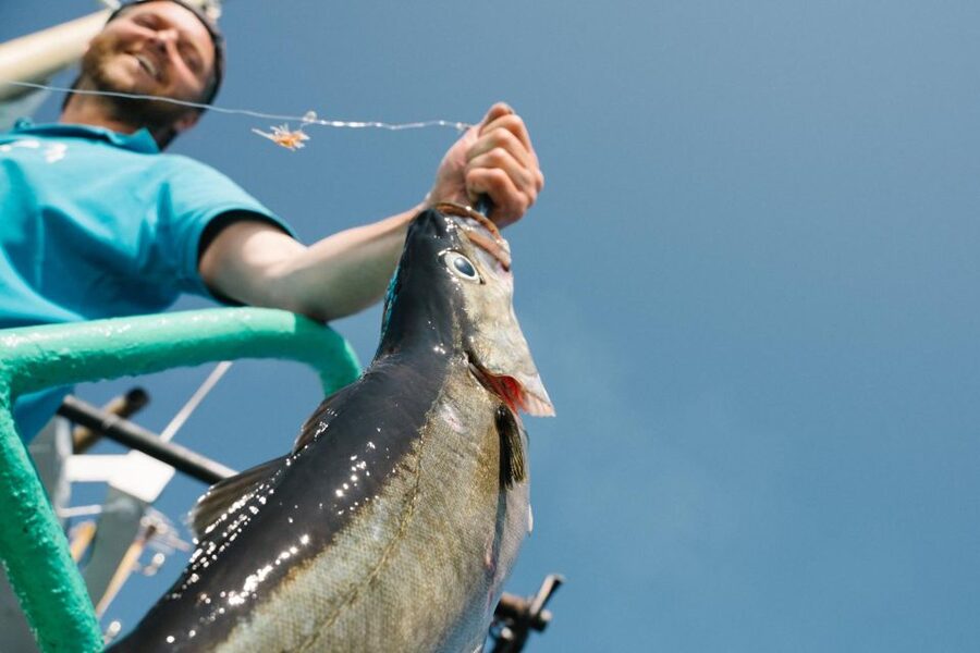 From Svolvaer: Lofoten Fishing Boat Cruise - Five things to know before you go