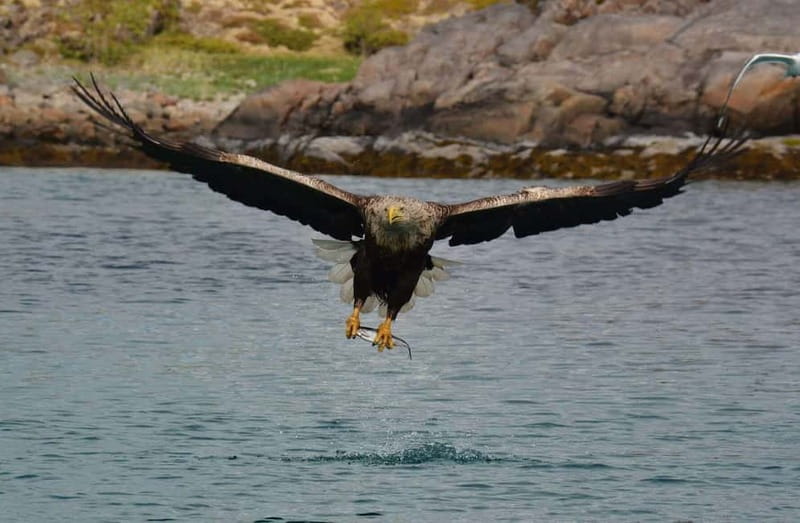 From Svolvær: Lofoten RIB Sea Eagle Safari Trollfjord Cruise - From Torget to the open water