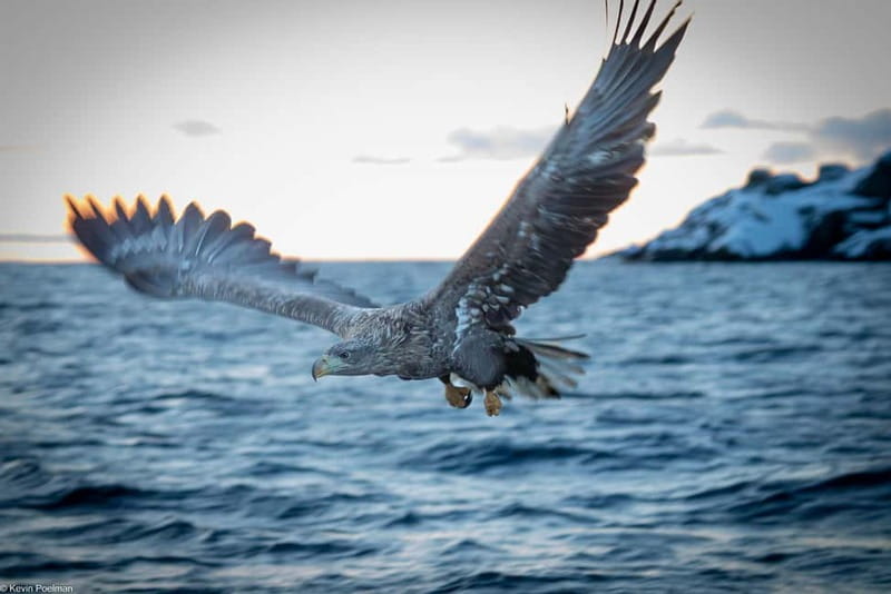 From Svolvær: RIB Boat Lofoten Trollfjord Sea Eagle Safari - The key points at a glance