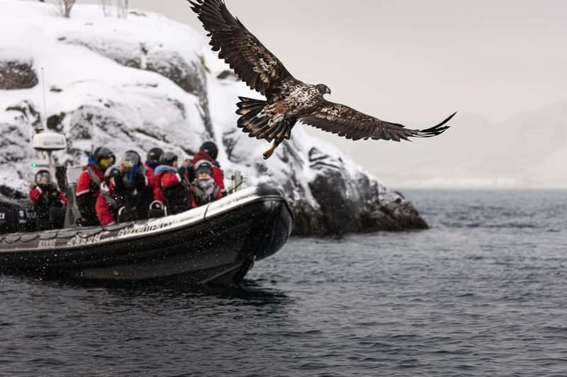 From Svolvær: RIB Boat Lofoten Trollfjord Sea Eagle Safari - Should you book it?