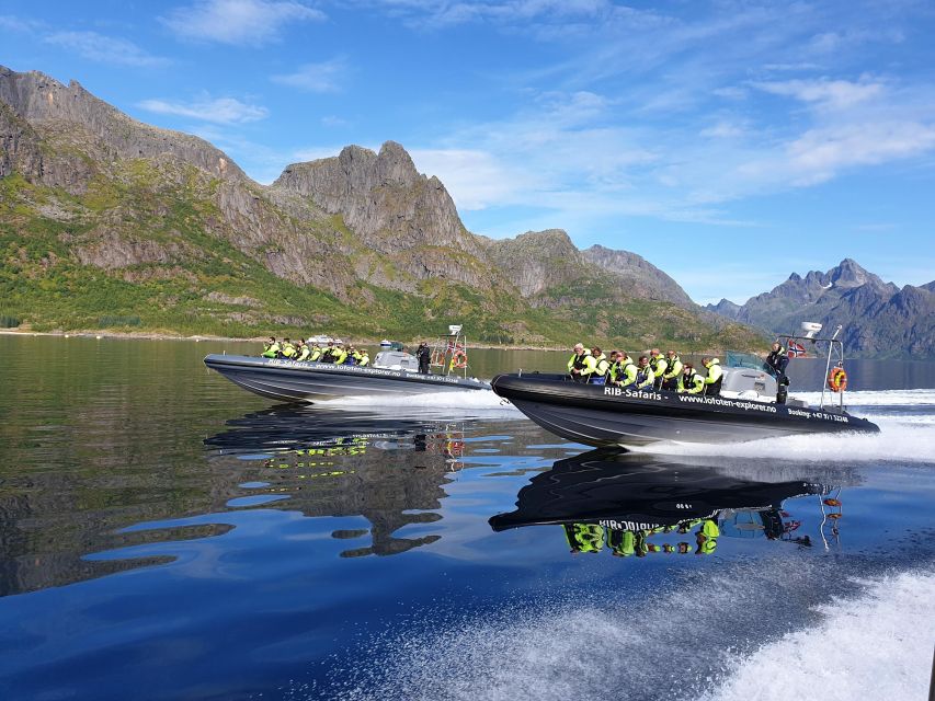 From Svolvaer: Trollfjorden Wildlife RIB Cruise - Key points before you book