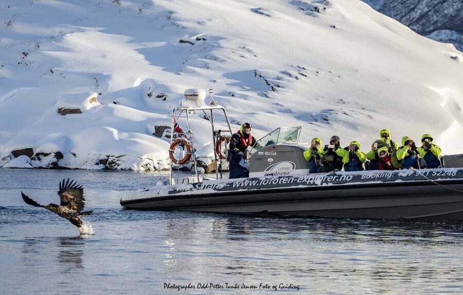 From Svolvaer: Trollfjorden Wildlife RIB Cruise - Sea eagles, seals, and the lucky bonus