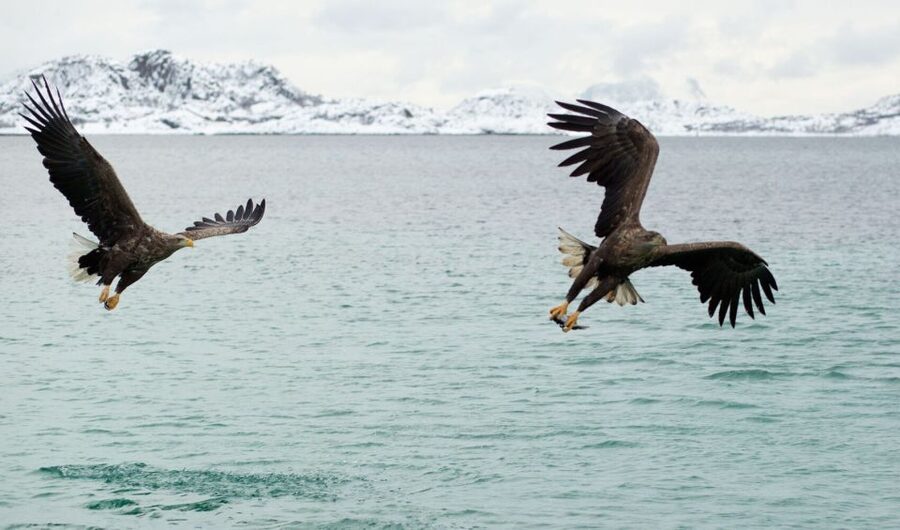 From Svolvaer: Trollfjorden Wildlife RIB Cruise - Should you book it?