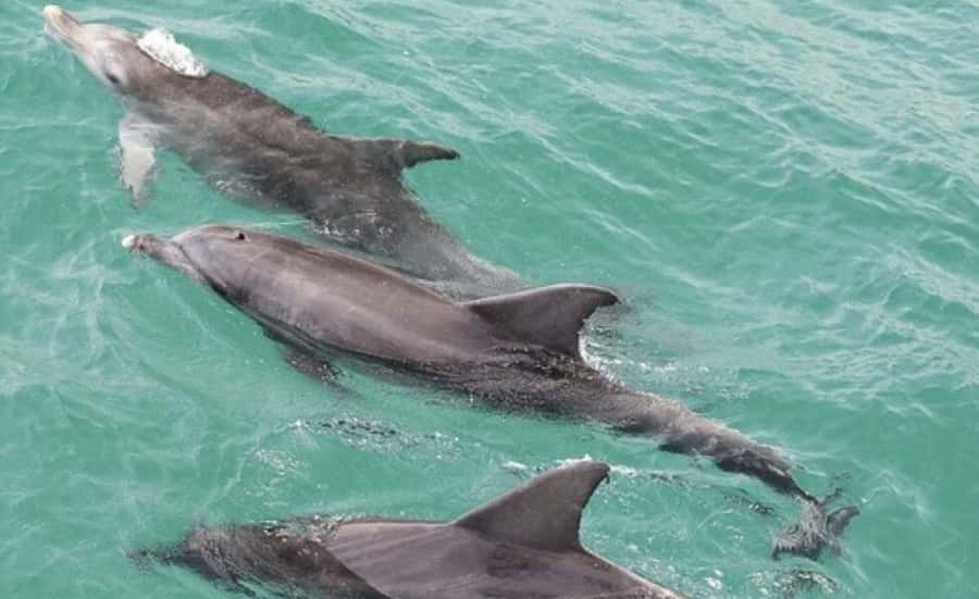 From Sydney: Jervis Bay Day Tour and Dolphin Watching Cruise - The Jervis Bay dolphin cruise