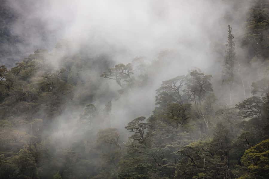 From Te Anau: Doubtful Sound Coach & Cruise - Wildlife: keep your eyes moving