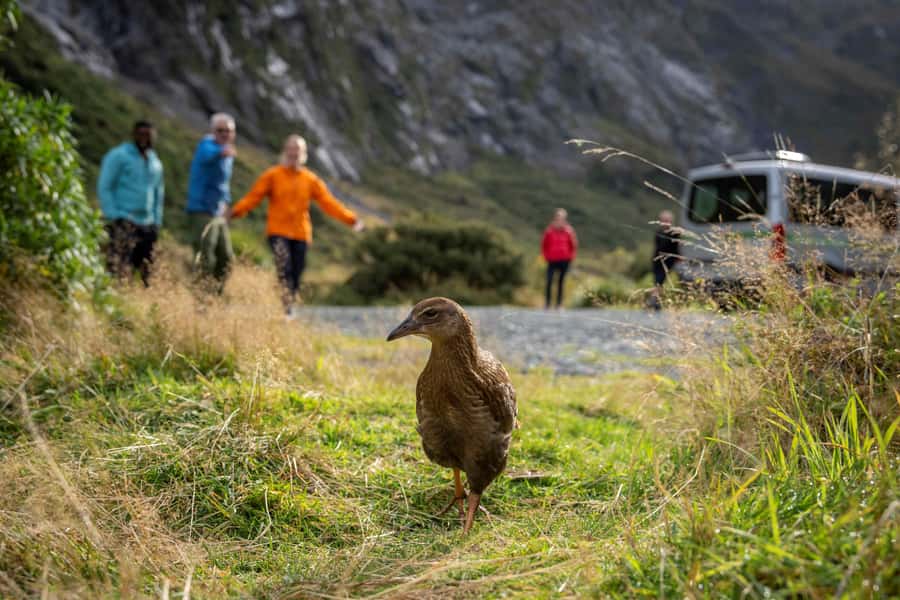 From Te Anau: Milford Sound Coach, Cruise, and Walks - Why rain can improve the day