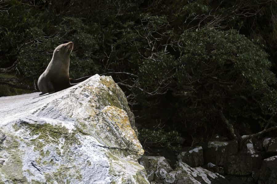 From Te Anau: Milford Sound Cruise and Coach Day Trip - Food, drinks, and the practical side of the boat
