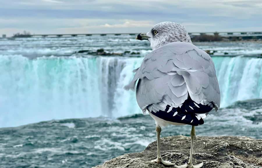 From Toronto: Niagara Falls Tour + Boat Ride and/or Journey - Three to four hours around the Canadian falls