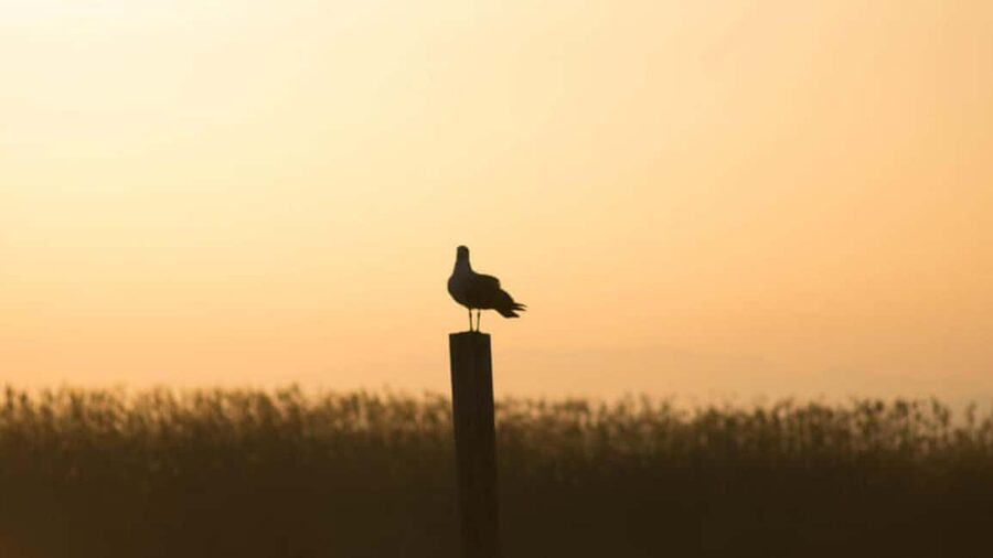 From Valencia: Albufera Natural Park Eco Boat Tour & Sunset - Gola de Puchol, where lagoon meets sea