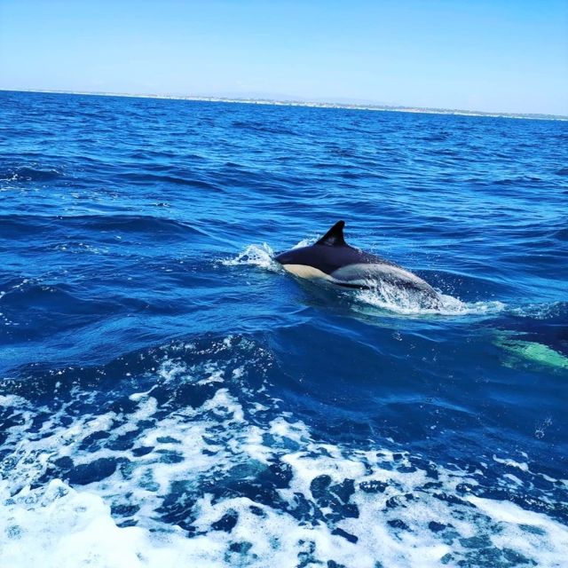 From Vilamoura: 2.5-Hour Benagil Cave and Dolphins Boat Tour - Reaching Benagil Cave by boat