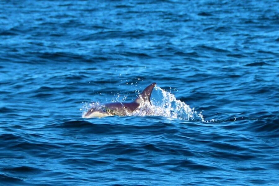 From Vilamoura: 2.5-Hour Benagil Cave and Dolphins Boat Tour - Weather, cancellations, and flexible planning