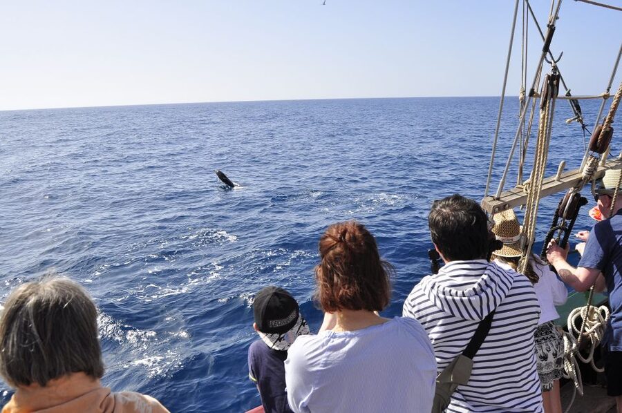 Fuerteventura: 4-Hour Pirate Sailing Adventure - Key points at a glance