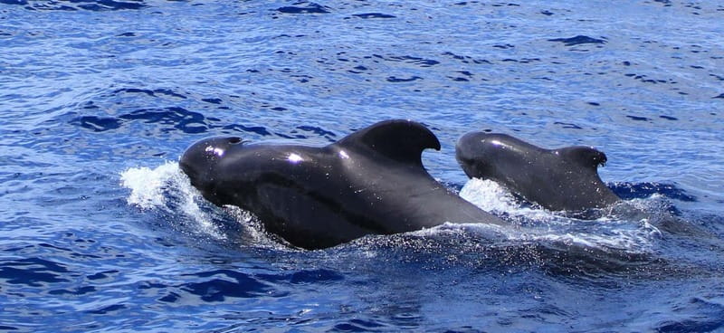 Fuerteventura: Dolphin watching and Lobo Island Combo Cruise - Leaving Corralejo for open water