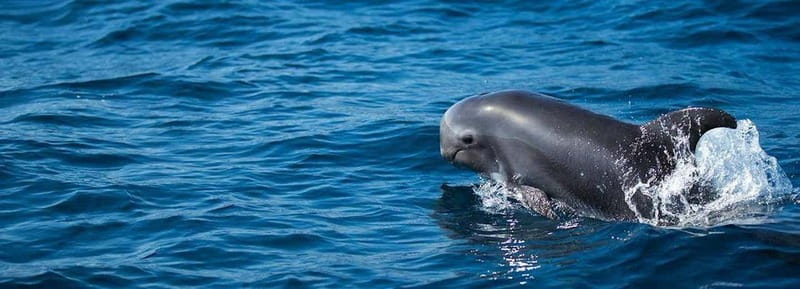 Fuerteventura: Dolphin watching and Lobo Island Combo Cruise - Searching for dolphins, pilot whales, and turtles
