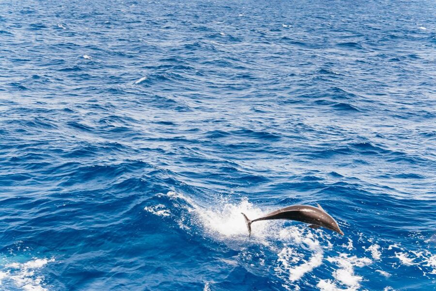 Fuerteventura: Glass Bottom Boat Cruise with Lunch & Drinks - Searching for dolphins and whales in Jandía Natural Park
