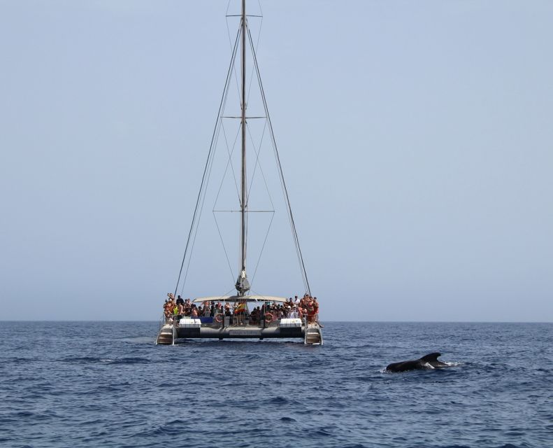Fuerteventura: Magic Catamaran Trip with Food and Drinks - Dolphin and whale watching near Jandía